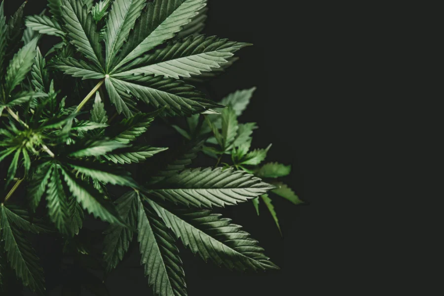 WHERE-TO-BUY-CBD-IN-BRIGHTON-UK